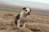 BOULEDOGUE AMERICAIN 151